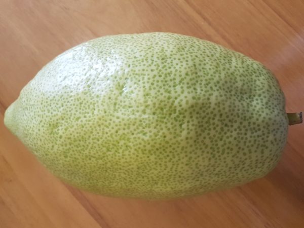 סט מהודר מן המהודר אתרוג תימני