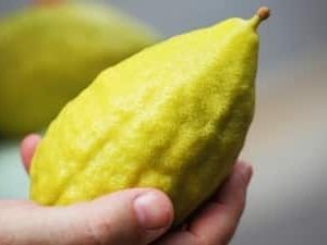 אתרוג חזון איש מהודר עם פיטם