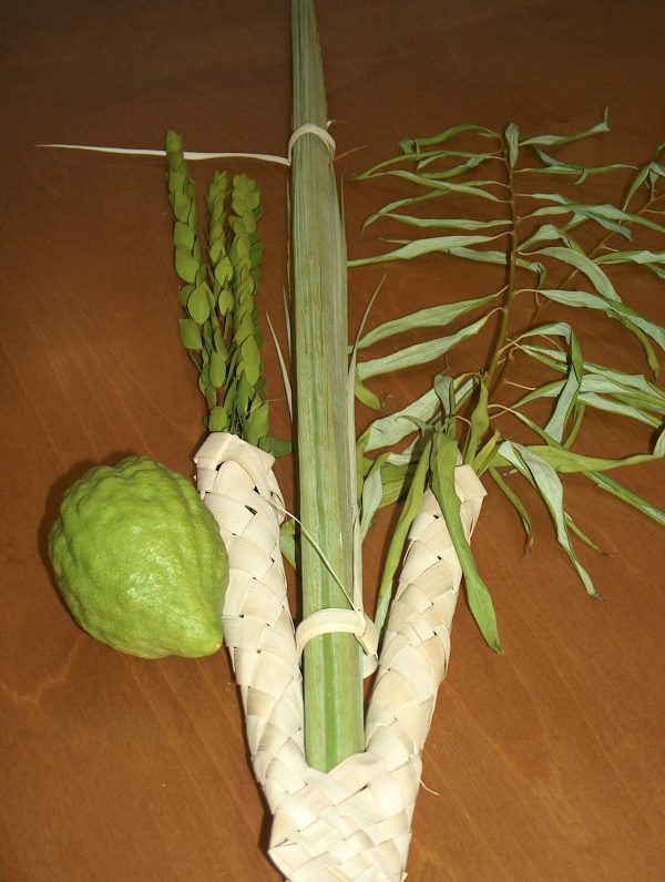 קוישקלאך גדול ואיכותי