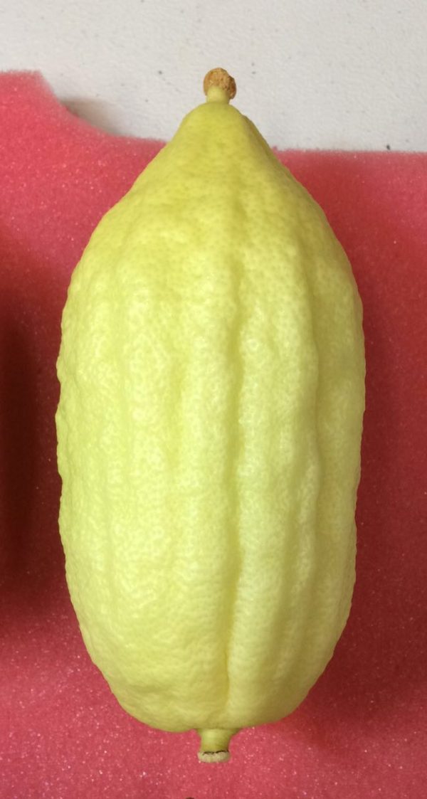 ⁦אתרוג מרוקאי מיוחד אא⁩ – תמונה ⁦5⁩
