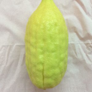 אתרוג מרוקאי מיוחד אא