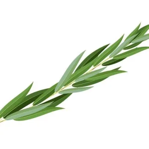 סט ערבות
