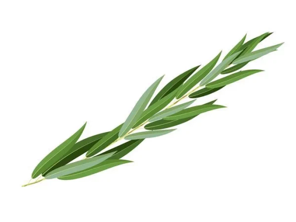 סט ערבות