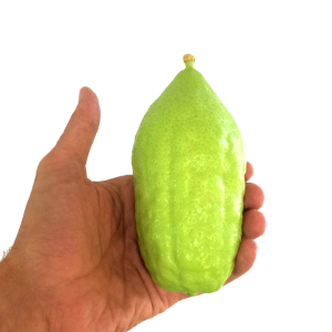 אתרוג מרוקאי מהדרין א