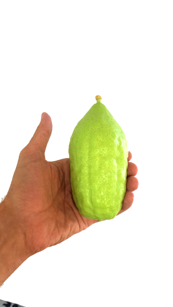 אתרוג מרוקאי מהדרין א
